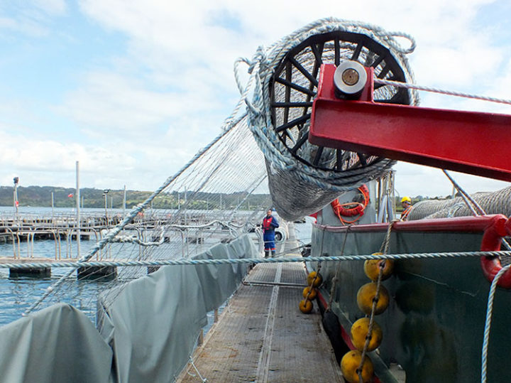 Edelstahl Rostfrei: Nachhaltige Substitution bei Fischzuchtnetzen